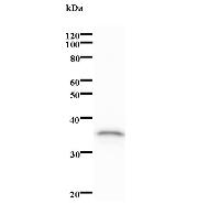 SND1 Antibody - Western blot analysis of immunized recombinant protein, using anti-EBNA2 monoclonal antibody.