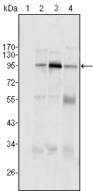 SND1 Antibody - Western blot using SND1/P100 mouse monoclonal antibody against HeLa (1), Jurkat (2), HepG2 (3) SMMC-7721 (4) cell lysate.