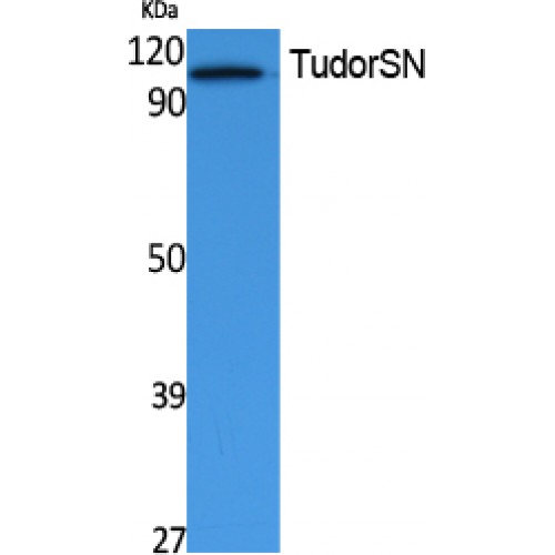 SND1 Antibody - Western blot of TudorSN antibody