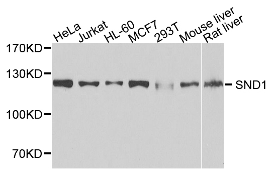SND1 Antibody - Western blot analysis of extracts of various cells.