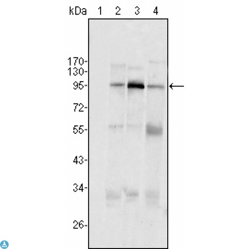 SND1 Antibody - Western Blot (WB) analysis using TudorSN Monoclonal Antibody against HeLa (1), Jukat (2), HepG2 (3) SMMC-7721 (4) cell lysate.