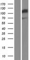 SND1 Protein - Western validation with an anti-DDK antibody * L: Control HEK293 lysate R: Over-expression lysate