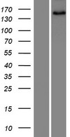 SNED1 Protein - Western validation with an anti-DDK antibody * L: Control HEK293 lysate R: Over-expression lysate