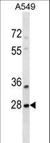 SNF8 / EAP30 Antibody - SNF8 Antibody western blot of A549 cell line lysates (35 ug/lane). The SNF8 antibody detected the SNF8 protein (arrow).
