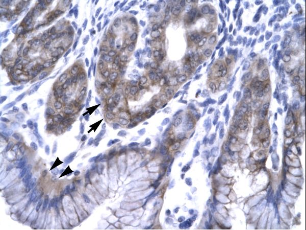 SNF8 / EAP30 Antibody - Human Stomach.  This image was taken for the unconjugated form of this product. Other forms have not been tested.