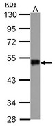 SNIP1 Antibody - Sample (30 ug of whole cell lysate) A: Jurkat 10% SDS PAGE SNIP1 antibody diluted at 1:5000