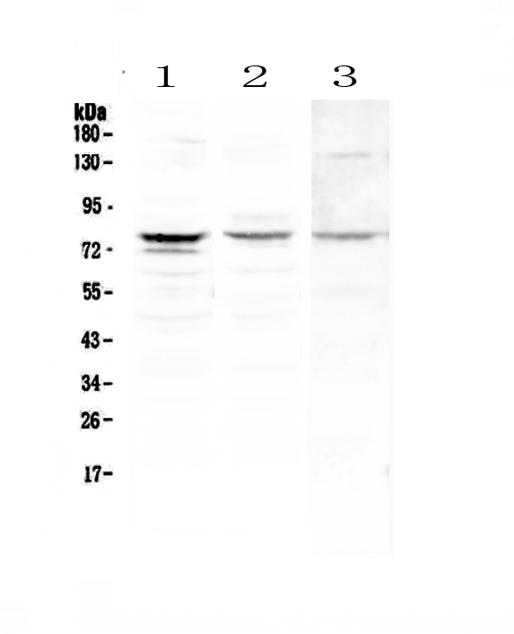 SNK / PLK2 Antibody - Western blot - Anti-PLK2/Snk Picoband antibody
