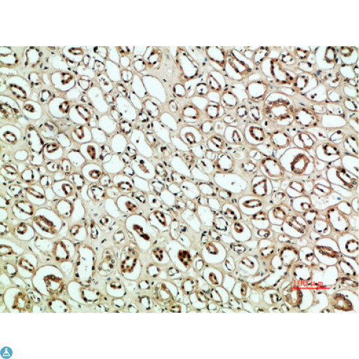 SNK / PLK2 Antibody - Immunohistochemical analysis of paraffin-embedded human-kidney, antibody was diluted at 1:200.