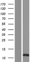 SNN Protein - Western validation with an anti-DDK antibody * L: Control HEK293 lysate R: Over-expression lysate