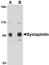 SNPH Antibody - Western blot of Syntaphilin in rat brain tissue lysate with Syntaphilin antibody at (A) 1 and (B) 2 ug/ml.
