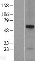 SNPH Protein - Western validation with an anti-DDK antibody * L: Control HEK293 lysate R: Over-expression lysate