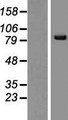 SNRK Protein - Western validation with an anti-DDK antibody * L: Control HEK293 lysate R: Over-expression lysate