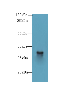 SNRNP35 Antibody - Western blot. All lanes: Snrnp35 antibody at 12 ug/ml+Jurkag- whole cell lysate Goat polyclonal to rabbit at 1:10000 dilution. Predicted band size: 29 kDa. Observed band size: 29 kDa.