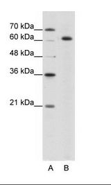 SNRP70 / SNRNP70 Antibody - A: Marker, B: HepG2 Cell Lysate.  This image was taken for the unconjugated form of this product. Other forms have not been tested.