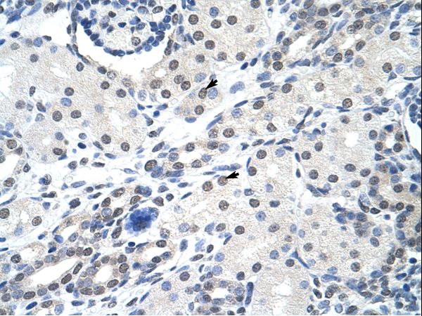 SNRPA / U1A Antibody - Human Kidney.  This image was taken for the unconjugated form of this product. Other forms have not been tested.