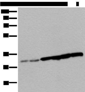 SNRPA / U1A Antibody - Western blot analysis of 293T cell Hela cell HEPG2 cell and A549 cell lysates  using SNRPA Polyclonal Antibody at dilution of 1:250