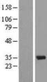 SNRPA / U1A Protein - Western validation with an anti-DDK antibody * L: Control HEK293 lysate R: Over-expression lysate