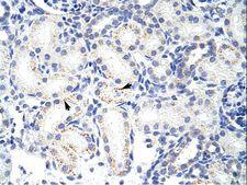 SNRPA1 Antibody - SNRPA1 antibody ARP40441_T100-XP_947210-SNRPA1 (small nuclear ribonucleoprotein polypeptide A) Antibody was used in IHC to stain formalin-fixed, paraffin-embedded human kidney.  This image was taken for the unconjugated form of this product. Other forms have not been tested.