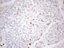 SNRPB2 Antibody - Immunohistochemical staining of paraffin-embedded Human pancreas tissue within the normal limits using anti-SNRPB2 mouse monoclonal antibody. (Heat-induced epitope retrieval by 1mM EDTA in 10mM Tris buffer. (pH8.5) at 120°C for 3 min. (1:150)