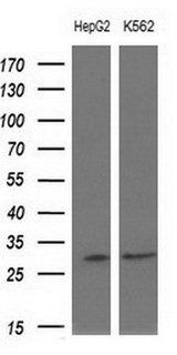 SNRPB2 Antibody - Western blot of extracts (10ug) from 2 different cell lines by using anti-SNRPB2 monoclonal antibody at 1:200 dilution.