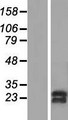 SNRPC / U1C Protein - Western validation with an anti-DDK antibody * L: Control HEK293 lysate R: Over-expression lysate