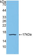 SNRPD1 / SMD1 Antibody - Western Blot; Sample: Recombinant SNRPD1, Human.