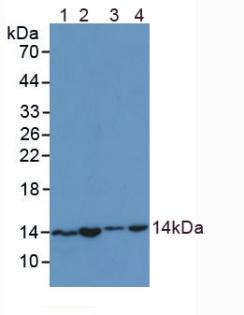 SNRPD1 / SMD1 Antibody - Western Blot; Lane1: Human HL-60 Cells; Lane2: Human Jurkat Cells; Lane3: Rat Testis Tissue; Lane4: Porcine Kidney Tissue.