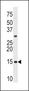 SNRPD1 / SMD1 Antibody - Western blot of SNRPD1 (arrow) using rabbit polyclonal SNRPD1 Antibody. 293 cell lysates (2 ug/lane) either nontransfected (Lane 1) or transiently transfected (Lane 2) with the SNRPD1 gene.
