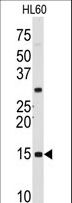 SNRPD1 / SMD1 Antibody - Western blot of anti-SNRPD1 Antibody in HL60 cell line lysates (35 ug/lane). SNRPD1 (arrow) was detected using the purified antibody.