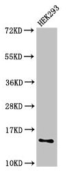 SNRPD1 / SMD1 Antibody - Western Blot Positive WB detected in: HEK293 whole cell lysate All lanes: SNRPD1 antibody at 2.4µg/ml Secondary Goat polyclonal to rabbit IgG at 1/50000 dilution Predicted band size: 14 kDa Observed band size: 14 kDa