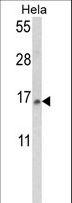 SNRPD2 Antibody - Western blot of SNRPD2 Antibody in HeLa cell line lysates (35 ug/lane). SNRPD2 (arrow) was detected using the purified antibody.
