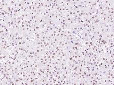 SNRPD2 Antibody - Immunochemical staining of human SNRPD2 in human liver with rabbit polyclonal antibody at 1:300 dilution, formalin-fixed paraffin embedded sections.