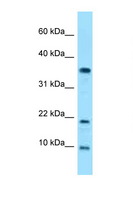 SNRPE Antibody - SNRPE antibody Western blot of HeLa Cell lysate. Antibody concentration 1 ug/ml.  This image was taken for the unconjugated form of this product. Other forms have not been tested.