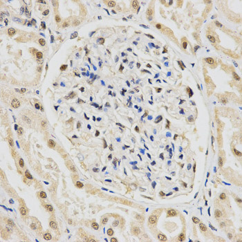 SNRPE Antibody - Immunohistochemistry of paraffin-embedded human kidney tissue.