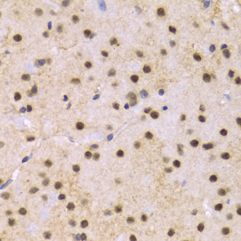 SNRPE Antibody - Immunohistochemistry of paraffin-embedded Mouse brain tissue.