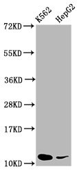 SNRPE Antibody - Western Blot Positive WB detected in: K562 whole cell lysate, HepG2 whole cell lysate All Lanes: SNRPE antibody at 5.2µg/ml Secondary Goat polyclonal to rabbit IgG at 1/50000 dilution Predicted band size: 109 KDa Observed band size: 109 KDa