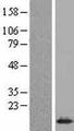 SNRPE Protein - Western validation with an anti-DDK antibody * L: Control HEK293 lysate R: Over-expression lysate