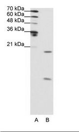 SNRPF Antibody - A: Marker, B: HepG2 Cell Lysate.  This image was taken for the unconjugated form of this product. Other forms have not been tested.