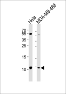 SNRPG Antibody - Western blot of lysates from HeLa, MDA-MB-468 cell line (from left to right) with SNRPG Antibody. Antibody was diluted at 1:1000 at each lane. A goat anti-rabbit IgG H&L (HRP) at 1:5000 dilution was used as the secondary antibody. Lysates at 35 ug per lane.