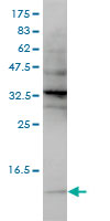 SNRPG Antibody - SNRPG monoclonal antibody (M01), clone 2H8-1C12 Western Blot analysis of SNRPG expression in HeLa NE.