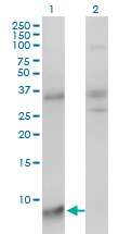 SNRPG Antibody - Western Blot analysis of SNRPG expression in transfected 293T cell line by SNRPG monoclonal antibody (M01), clone 2H8-1C12.Lane 1: SNRPG transfected lysate(8.5 KDa).Lane 2: Non-transfected lysate.