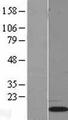 SNRPG Protein - Western validation with an anti-DDK antibody * L: Control HEK293 lysate R: Over-expression lysate