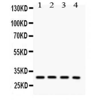 SNRPN Antibody - SNRPN antibody Western blot. All lanes: Anti SNRPN at 0.5 ug/ml. Lane 1: Rat Thymus Tissue Lysate at 50 ug. Lane 2: HELA Whole Cell Lysate at 40 ug. Lane 3: HEPG2 Whole Cell Lysate at 40 ug. Lane 4: HEPA Whole Cell Lysate at 40 ug. Predicted band size: 25 kD. Observed band size: 32 kD.