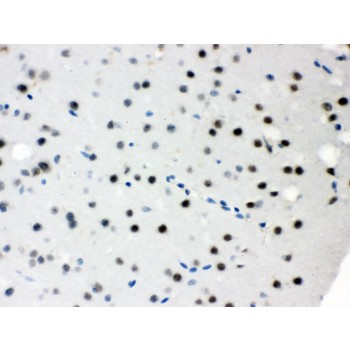 SNRPN Antibody - SNRPN antibody IHC-paraffin. IHC(P): Mouse Brain Tissue.