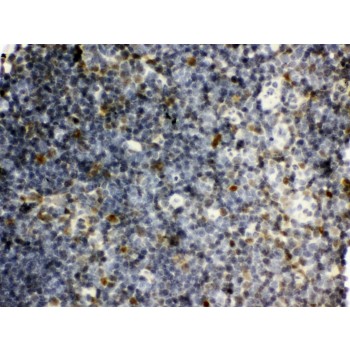 SNRPN Antibody - SNRPN antibody IHC-paraffin. IHC(P): Rat Thymus Tissue.