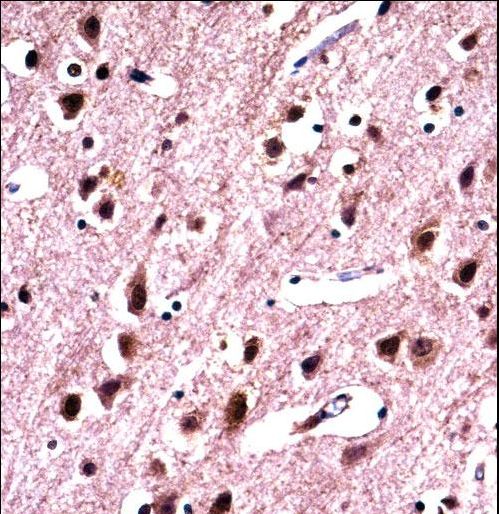 SNRPN Antibody - SNRPN Antibody immunohistochemistry of formalin-fixed and paraffin-embedded human brain tissue followed by peroxidase-conjugated secondary antibody and DAB staining.