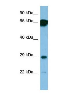 SNRPN Antibody - SNRPN antibody Western blot of 1 Cell lysate. Antibody concentration 1 ug/ml. This image was taken for the unconjugated form of this product. Other forms have not been tested.