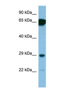 SNRPN Antibody - SNRPN antibody Western blot of 1 Cell lysate. Antibody concentration 1 ug/ml. This image was taken for the unconjugated form of this product. Other forms have not been tested.