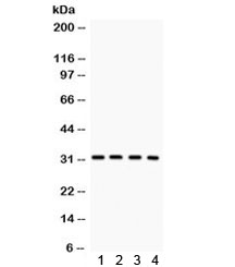 SNRPN Antibody