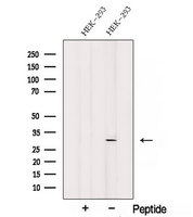 SNRPN Antibody - Western blot analysis of extracts of HEK293 cells using SNRPN antibody. The lane on the left was treated with blocking peptide.